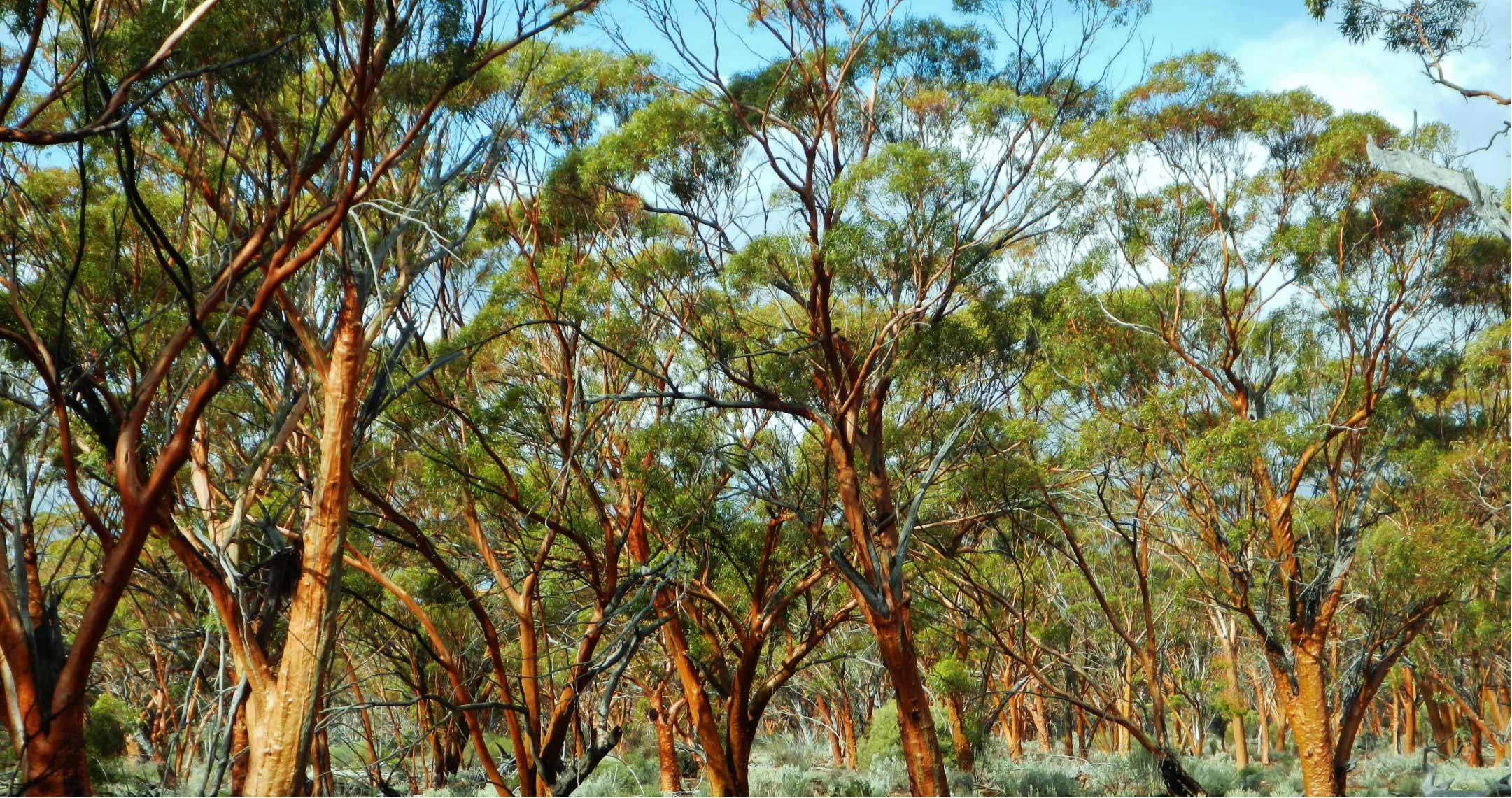 Trees in a forest